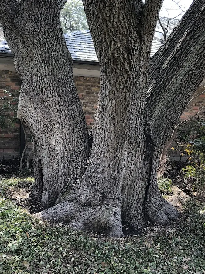 Mature heritage tree close to a Centuria property cared for by certified arborists